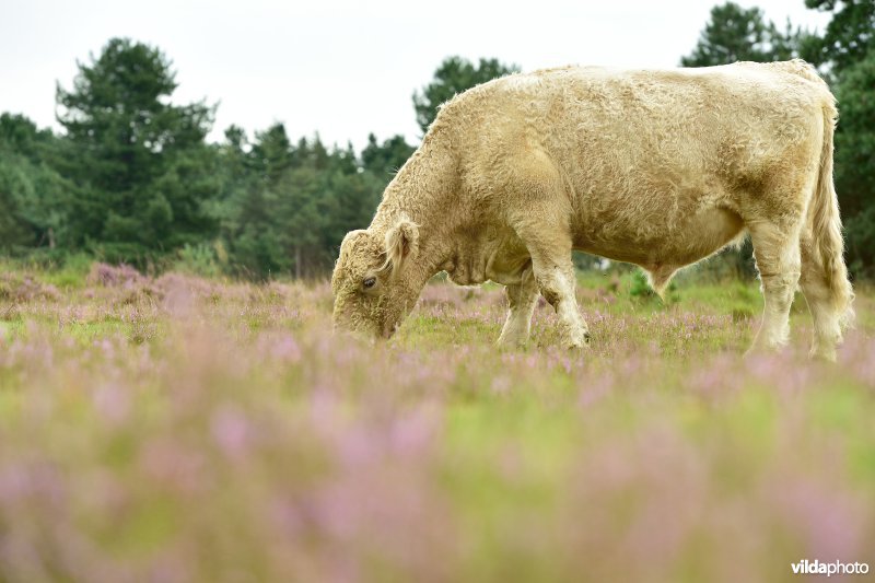 Natuurreservaat De Liereman