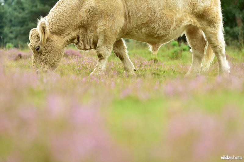 Natuurreservaat De Liereman