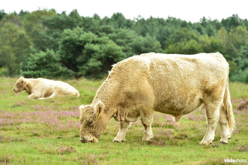 Natuurreservaat De Liereman