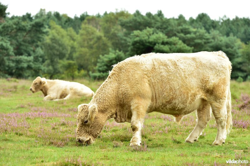 Natuurreservaat De Liereman