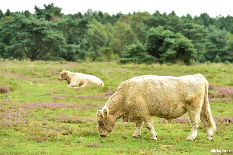 Natuurreservaat De Liereman