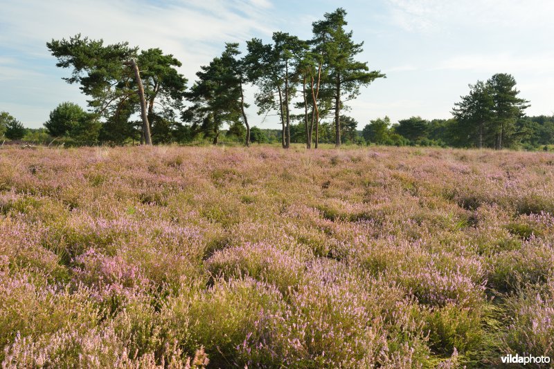 Natuurreservaat De Liereman