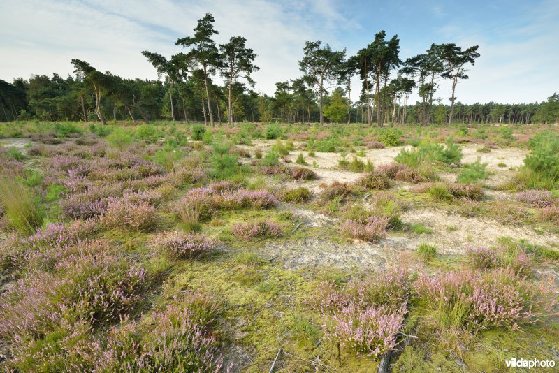 Natuurreservaat De Liereman