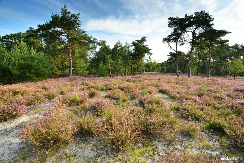 Natuurreservaat De Liereman