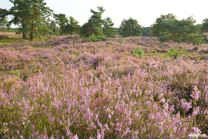 Natuurreservaat De Liereman