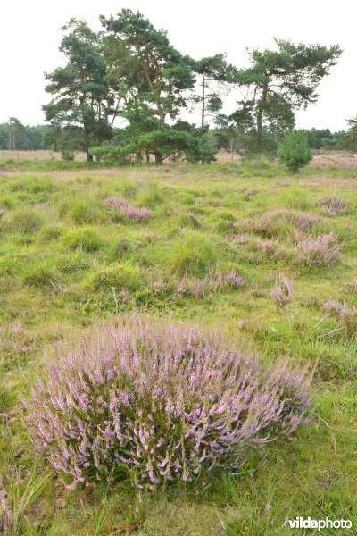 Natuurreservaat De Liereman