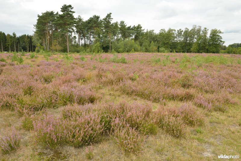 Natuurreservaat De Liereman