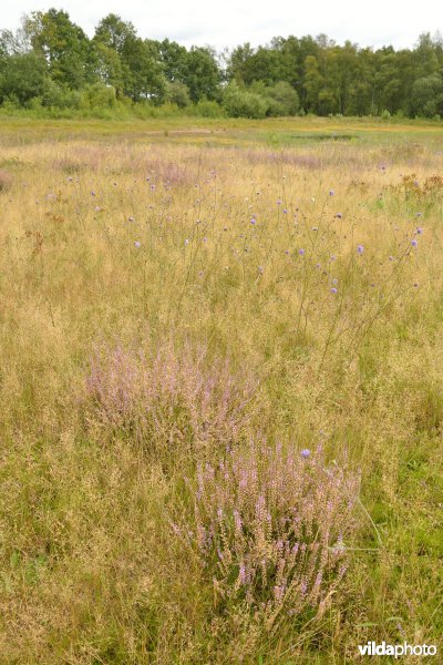 Natuurreservaat De Liereman