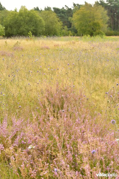 Natuurreservaat De Liereman