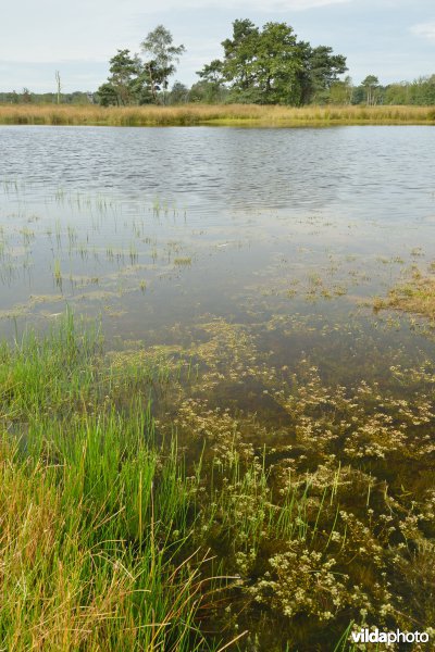 Natuurgebied Turnhouts vennengebied