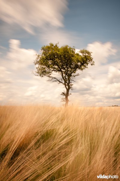 Deelense Veld, Hoge Veluwe