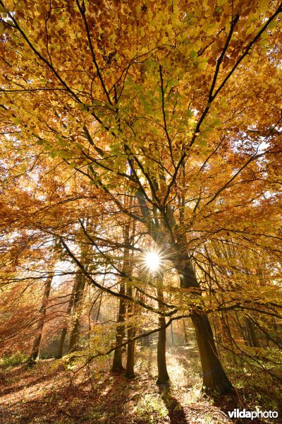 Vallei van de Hoyoux