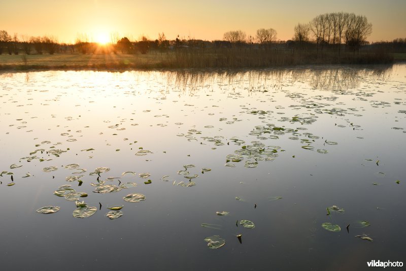 Scherenmeersen