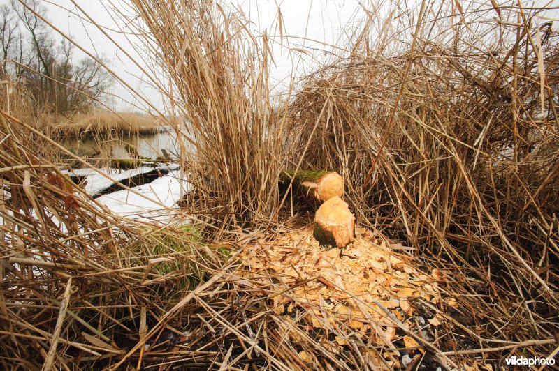 Knaagsporen van Bever