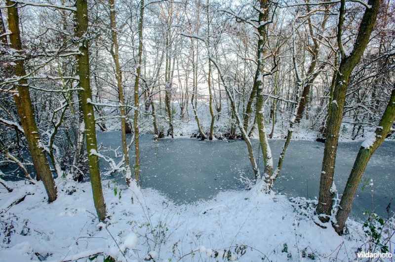 Elzenbroekbos in de winter