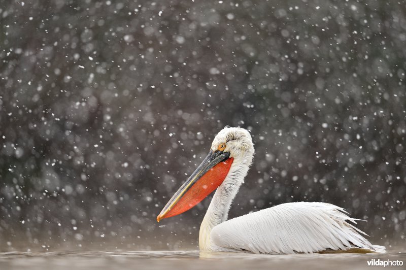 Kroeskoppelikaan in de sneeuw