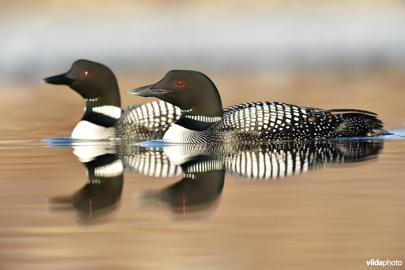 Koppeltje IJsduikers