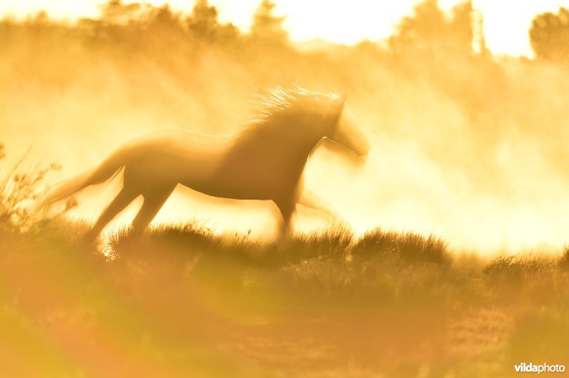 Mustang paard