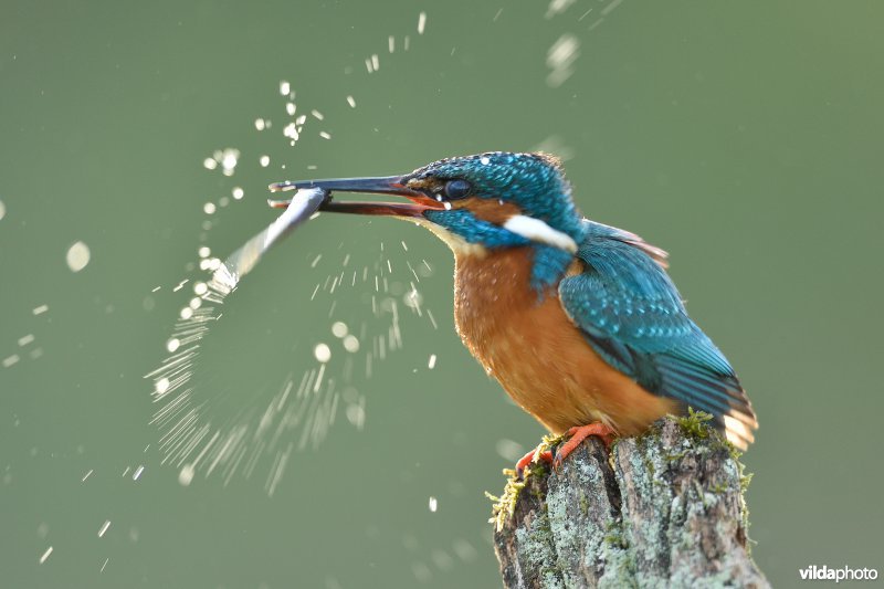 IJsvogel