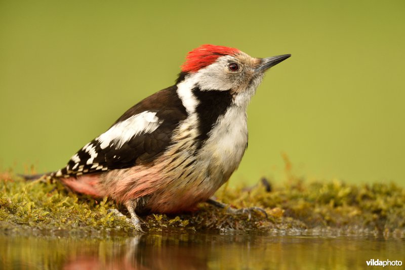 Middelste bonte specht