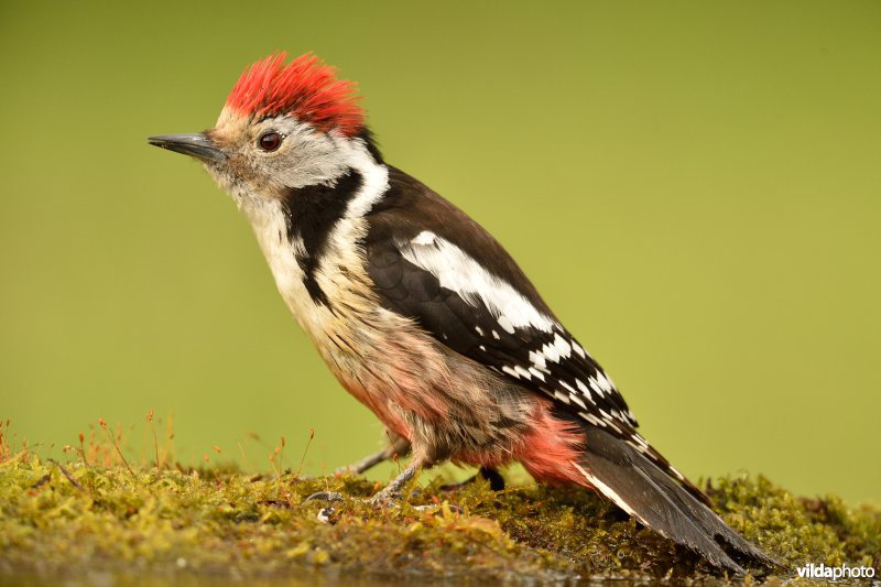 Middelste bonte specht