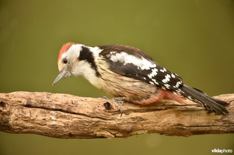 Middelste bonte specht