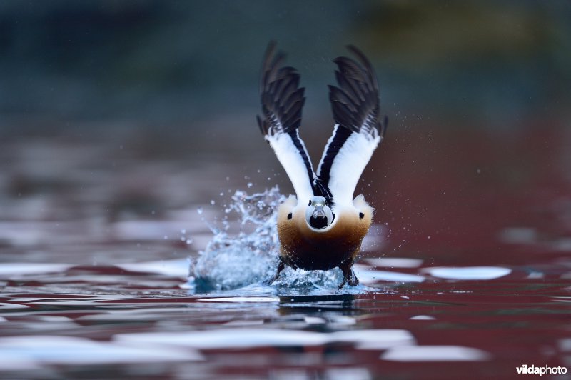 Steller's eider