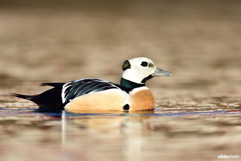 Steller's eider