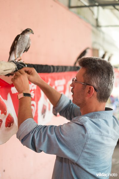 Sperwers en sperwervangers in een theehuis in Arhavi, Turkije