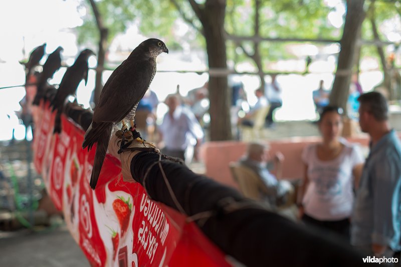 Sperwers en sperwervangers in een theehuis in Arhavi, Turkije