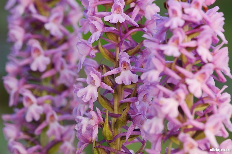 Grote muggenorchis