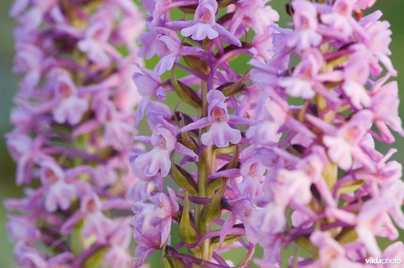Grote muggenorchis