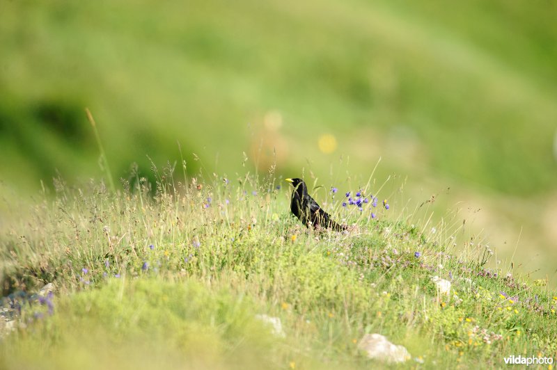 Alpenkauw op een bergweide