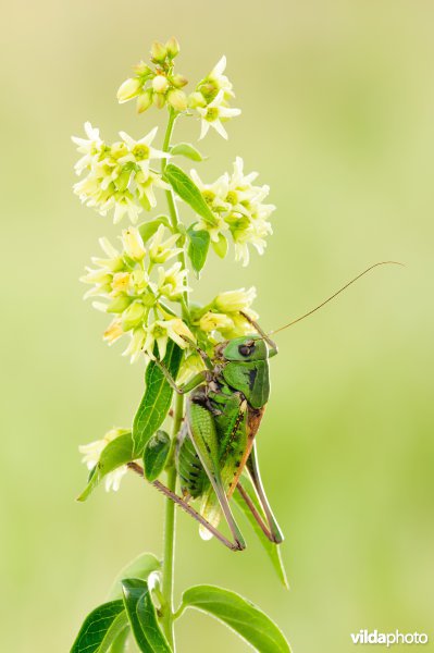 Witte engbloem met wrattenbijter