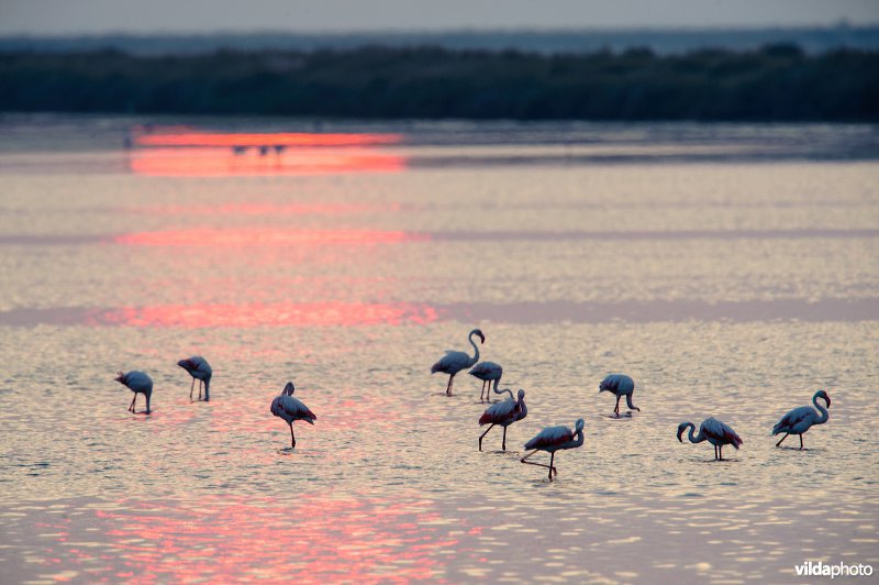 Flamingo