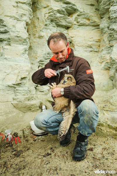 Onderzoeker Gejo Wassink neemt biometrische gegevens op van een jonge Oehoe welke wordt uitgerust met een gps zender