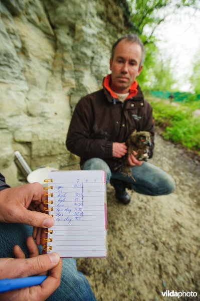 Onderzoeker Gejo Wassink neemt biometrische gegevens op van een jonge Oehoe welke wordt uitgerust met een gps zender