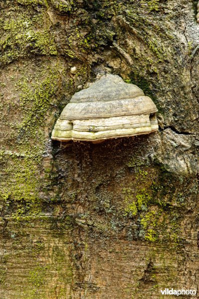 Tonderzwammen op oude beukenbomen