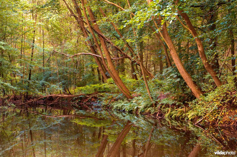 Boslandschap in het Voorsterbos, Waterloopbos