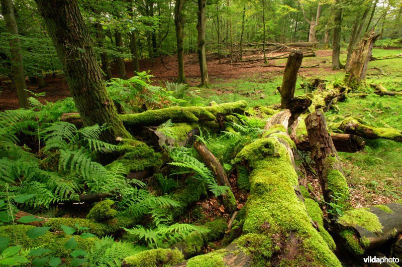 Een oude dode beuk (Fagus sylvatica) wordt door varens en mossen overgroeid.