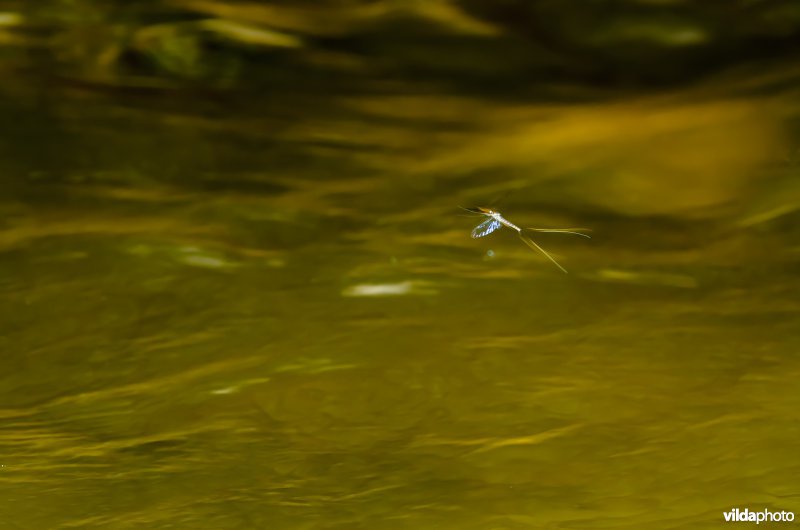 Een haft vliegt boven stromend water in een bergbeek in de Karpaten