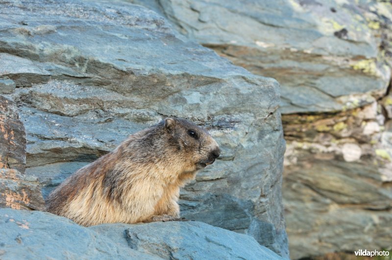 Alpenmarmot komt kijken
