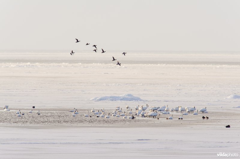 Knobbelzwanen en kleine zwanen in een wak op het IJsselmeer tussen kruiend ijs