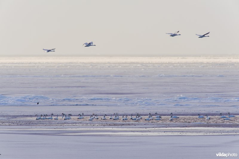 Kleine zwanen vliegen over een bevroren IJsselmeer