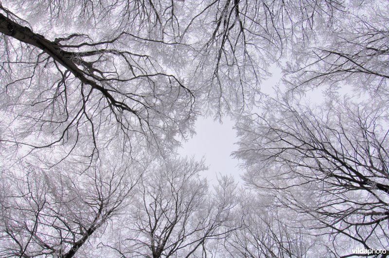 Sneeuw in het Kolmontbos