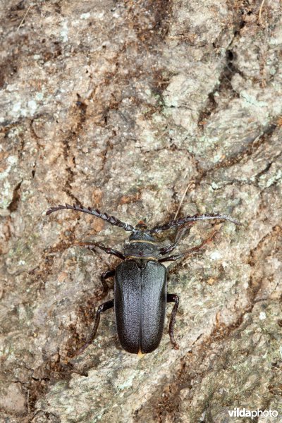 Lederboktor
