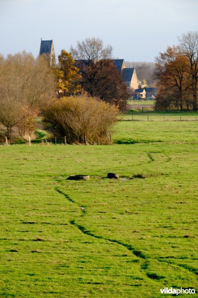 Kerkwegeltje van koeien?