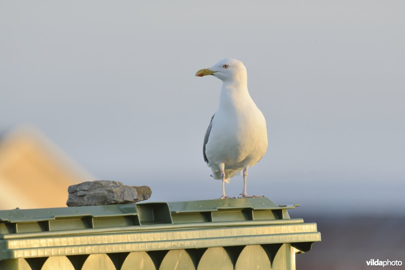 Zilvermeeuw op afvalcontainer