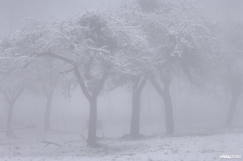 Besneeuwde bomen in de mist