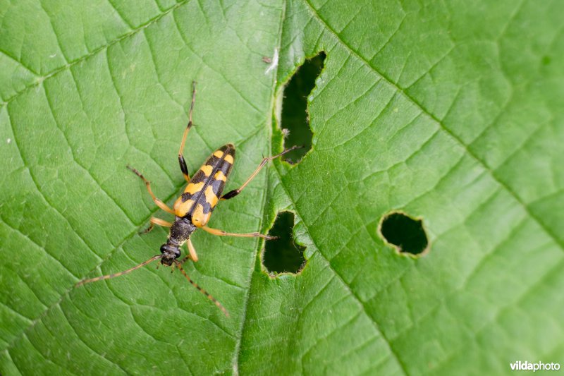 Geringelde smalbok